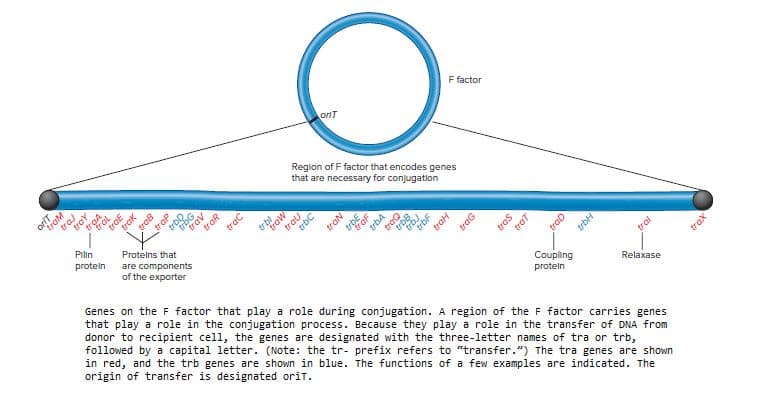 F factor
onт
Reglon of F factor that encodes genes
that are necessary for conjugation
traB
trbQ
traA
Pilin
trau
Proteins that
proteln
are components
of the exporter
tral
Genes on the F factor that play a role during conjugation. A region of the F factor carries genes
that play a role in the conjugation process. Because they play a role in the transfer of DNA from
donor to recipient cell, the genes are designated with the three-letter names of tra or trb,
followed by a capital letter. (Note: the tr- prefix refers to "transfer.") The tra genes are shown
in red, and the trb genes are shown in blue. The functions of a few examples are indicated. The
origin of transfer is designated orit.
Coupling
protein
Relaxase
tram
tras
tray
tral
troE
trak
trap
trbG
trav
traR
trac
trbl
traw
tran
traf
trao
trbB
trbJ
trbF
trac
ros
traD
trbH
trax
