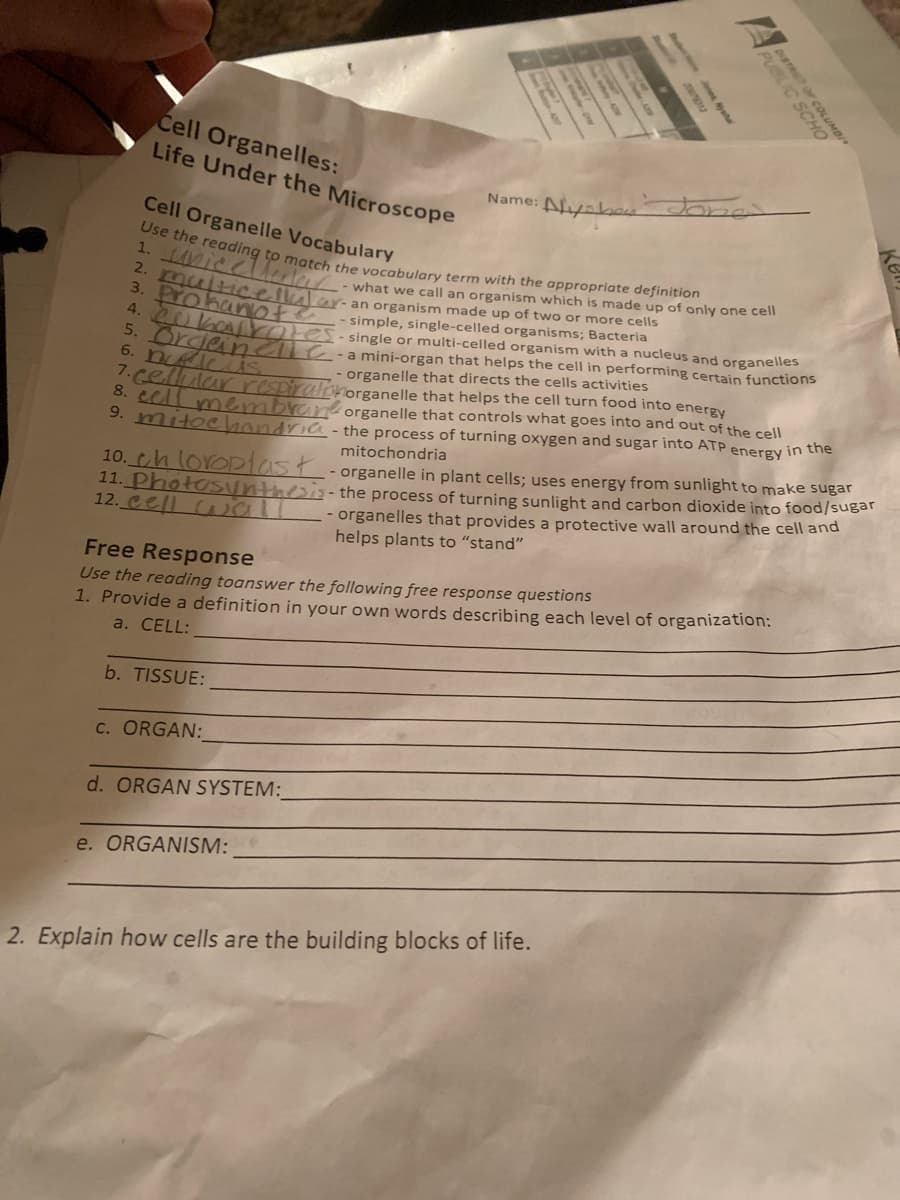 3. Pro N- an organism made up of two or more cells
1. LAVIC Clerle -what we call an organism which is made up of only one cell
Use the reading to match the vocabulary term with the appropriate definition
Cell Organelles:
Life Under the Microscope
Name: Ayabas
Cell Organelle Vocabulary
2.
4. 0karY
simple, single-celled organisms; Bacteria
KOtes
6. n cS
- single or multi-celled organism with a nucleus and organelles
prde nelie- a mini-organ that helps the cell in performing certain functions
organelle that directs the cells activities
1.Gellular respiralonorganelle that helps the cell turn food into energy
3. LeA membrane organelle that controls what goes into and out of the cell
9. mitoehondria - the process of turning oxygen and sugar into ATP energy in the
mitochondria
11. Photosinthes the process of turning sunlight and carbon dioxide into food/sugar
12. Cell ual
10. th loroDiast -organelle in plant cells; uses energy from sunlight to make sugar
- organelles that provides a protective wall around the cell and
helps plants to "stand"
Free Response
Use the reading toanswer the following free response questions
1. Provide a definition in your own words describing each level of organization:
a. СELL:
b. TISSUE:
C. ORGAN:
d. ORGAN SYSTEM:
e. ORGANISM:
2. Explain how cells are the building blocks of life.
BLIC SC
DISTRIT OF COLUMBI
