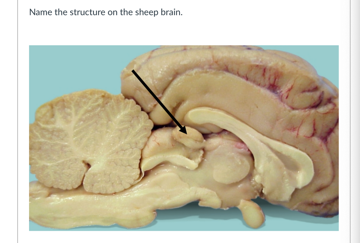 Name the structure on the sheep brain.
