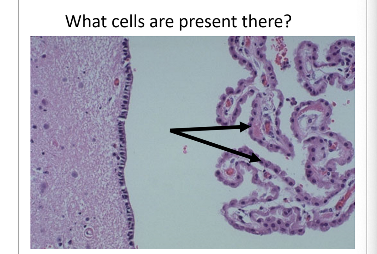 What cells are present there?

