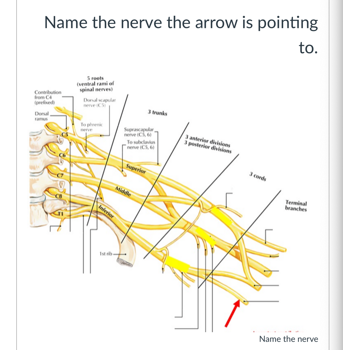 Name the nerve the arrow is pointing
to.
5 roots
(ventral rami of
spinal nerves)
Contribution
from C4
(prefixed)
Dorsal scapular
nerve (C5)
3 trunks
Dorsal
ramus
Suprascapular,
nerve (C5, 6)
To phrenic
3 anterior divisions
3 posterior divisions
nerve
To subclavius
nerve (C5, 6)
Superior
3 cords
Middle
Terminal
branches
C8
Inferior
1st rib
Name the nerve
