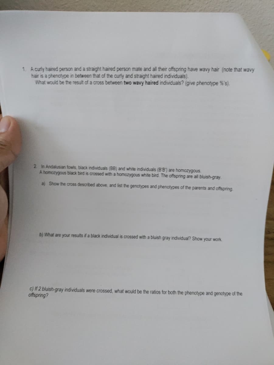 1. Acurly haired person and a straight haired person mate and all their offspring have wavy hair (note that wavy
hair is a phenotype in between that of the curly and straight haired individuals).
What would be the result of a cross between two wavy haired individuals? (give phenotype %'s).
2 In Andalusian fowls, black individuals (BB) and white individuals (BB) are homozygous.
A homozygous black bird is crossed with a homozygous white bird. The offspring are all bluish-gray.
a) Show the cross described above, and list the genotypes and phenotypes of the parents and offspring.
b) What are your results if a black individual is crossed with a bluish gray individual? Show your work.
c) If 2 bluish-gray individuals were crossed, what would be the ratios for both the phenotype and genotype of the
offspring?
