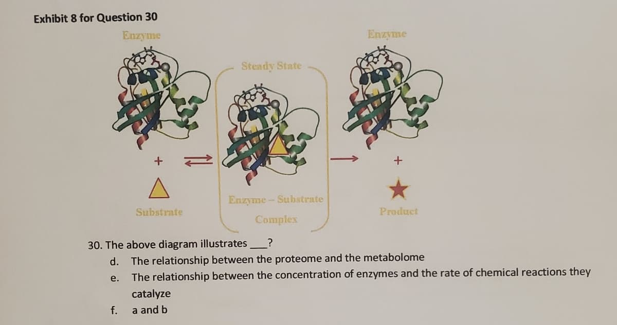 Exhibit 8 for Question 30
Enzyme
Enzyme
Steady State
Enzyme-Substrate
Substrate
Product
Complex
30. The above diagram illustrates
d. The relationship between the proteome and the metabolome
The relationship between the concentration of enzymes and the rate of chemical reactions they
е.
catalyze
f.
a and b
