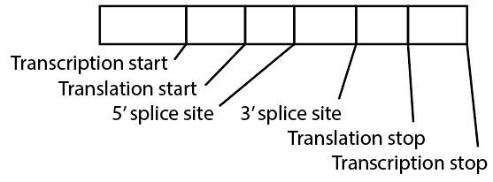 Transcription start
Translation start
5'splice site
3'splice site
Translation stop
Transcription stop