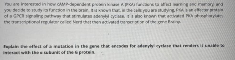 You are interested in how CAMP-dependent protein kinase A (PKA) functions to affect learning and memory, and
you decide to study its function in the brain. It is known that, in the cells you are studying, PKA is an effecter protein
of a GPCR signaling pathway that stimulates adenylyl cyclase. It is also known that activated PKA phosphorylates
the transcriptional regulator called Nerd that then activated transcription of the gene Brainy.
Explain the effect of a mutation in the gene that encodes for adenylyl cyclase that renders it unable to
interact with the a subunit of the G protein.
