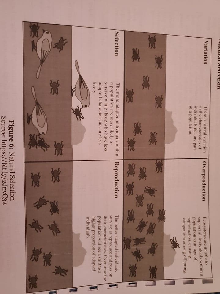 Ecosystems are unable to
support all individuals within a
population to an age of
reproduction, causing
competition among offspring.
Variation
There is natural variation
Overproduction
in the characteristies of
individuals that are part
of a population.
口
The more adapted individuals within Reproduction
a population are more likely to
survive while those who have less
Selection
The better adapted individuals
survive to reproduce and pass on
their characteristics. Over time the
population will see a shift to a
higher proportion of adapted
individuals.
adapted characteristies are less
likely.
DE
Figure 6: Natural Selection
Source: https://bit.ly/2JnvC3k
