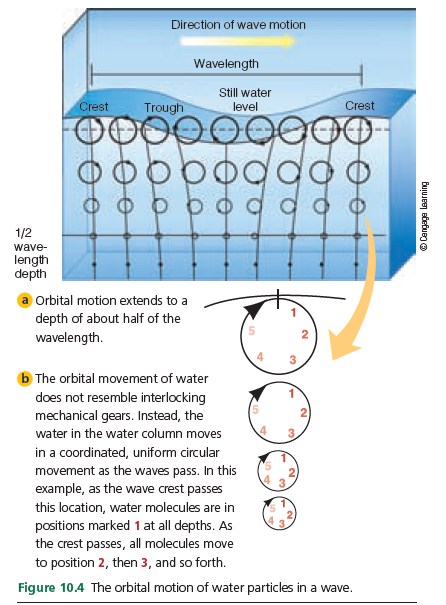 Direction of wave motion
Wavelength
Still water
Crest
Trough
level
Crest
pogdo
1/2
wave-
length
depth
Orbital motion extends to a
depth of about half of the
wavelength.
3
b The orbital movement of water
does not resemble interlocking
mechanical gears. Instead, the
water in the water column moves
3
in a coordinated, uniform circular
movement as the waves pass. In this
example, as the wave crest passes
3.
this location, water molecules are in
positions marked 1 at all depths. As
the crest passes, all molecules move
to position 2, then 3, and so forth.
Figure 10.4 The orbital motion of water particles in a wave.
BujuJee ebetueg o
