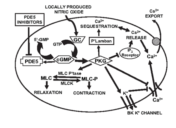 LOCALLY PRODUCED
NITRIC OXIDE
Ca2*
EXPORT
PDE5
INHIBITORS
Ca2+
SEQUESTRATION,
Ca2+
RELEASE
5'-GMP
GC
P'Lamban
GTP
IP3
Receptor
Ca2+
PDE5
KCGMP
PKG
MLC P'tase
MLC
MLC-P
MLCK
RELAXATION
CONTRACTION
BK K* CHANNEL
