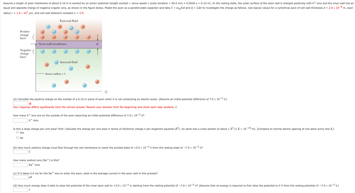 Assume a length of axon membrane of about 0.10 m is excited by an action potential (length excited = nerve speed x pulse duration = 50.0 m/s x 0.0020 s = 0.10 m). In the resting state, the outer surface of the axon wall is charged positively with K+ ions and the inner wall has an
equal and opposite charge of negative organic ions, as shown in the figure below. Model the axon as a parallel-plate capacitor and take C = ke A/d and Q = CAV to investigate the charge as follows. Use typical values for a cylindrical axon of cell wall thickness d =
2.0 × 10-8 m, axon
radius r = 1.6 × 10¹ µm, and cell-wall dielectric constant x = 2.9.
Positive
charge
layer
Negative
charge
layer
External fluid
Axon wall membrane
Internal fluid
Axon radius = r
No
+
(a) Calculate the positive charge on the outside of a 0.10-m piece of axon when it is not conducting an electric pulse. (Assume an initial potential difference of 7.0 x 10-² v.)
d
Your response differs significantly from the correct answer. Rework your solution from the beginning and check each step carefully. C
How many K+ ions are on the outside of the axon assuming an initial potential difference of 7.0 × 10-² V?
K+ ions
How many sodium ions (Na+) is this?
Na+ ions
Is this a large charge per unit area? Hint: Calculate the charge per unit area in terms of electronic charge e per angstrom squared (Å²). An atom has a cross section of about 1 Å² (1 Å = 10−¹0 m). (Compare to normal atomic spacing of one atom every few Å.)
Yes
(b) How much positive charge must flow through the cell membrane to reach the excited state of +3.0 x 107 V from the resting state of -7.0 × 10-² V?
C
(c) If it takes 2.0 ms for the Nations to enter the axon, what the average current in the axon wall in this process?
μA
(d) How much energy does it take to raise the potential of the inner axon wall to +3.0 × 10-2 V, starting from the resting potential of -7.0 × 10-² V? (Assume that no energy is required to first raise the potential to 0 V from the resting potential of -7.0 × 10-² V.)