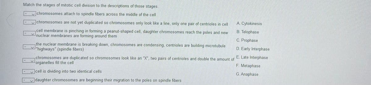 Match the stages of mitotic cell division to the descriptions of those stages.
chromosomes attach to spindle fibers across the middle of the cell
chromosomes are not yet duplicated so chromosomes only look like a line, only one pair of centrioles in cell
A. Cytokinesis
cell membrane is pinching in forming a peanut-shaped cell, daughter chromosomes reach the poles and new
nuclear membranes are forming around them
B. Telophase
C. Prophase
the nuclear membrane is breaking down, chromosomes are condensing, centrioles are building microtubule
"highways" (spindle fibers)
D. Early Interphase
E. Late Interphase
chromosomes are duplicated so chromosomes look like an "X", two pairs of centrioles and double the amount of
organelles fill the cell
F. Metaphase
cell is dividing into two identical cells
G. Anaphase
|daughter chromosomes are beginning their migration to the poles on spindle fibers
