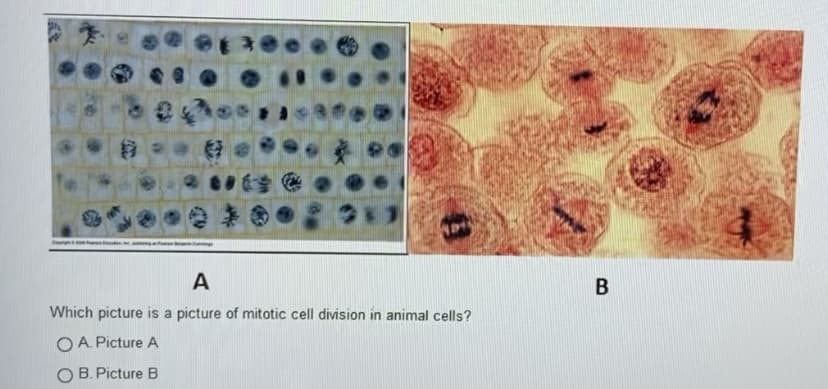 A
Which picture is a picture of mitotic cell division in animal cells?
O A. Picture A
O B. Picture B
B.
