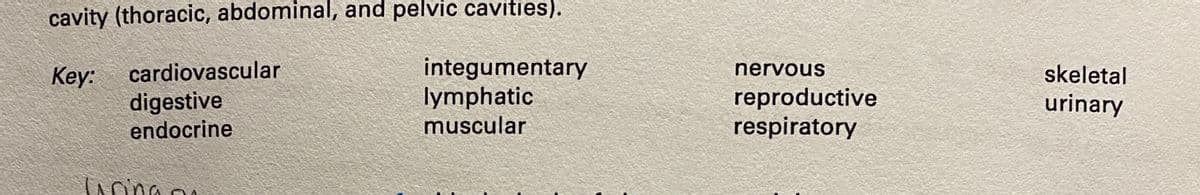 cavity (thoracic, abdominal, and pelvic cavities).
Key:
integumentary
lymphatic
muscular
cardiovascular
digestive
endocrine
Tring
nervous
reproductive
respiratory
skeletal
urinary