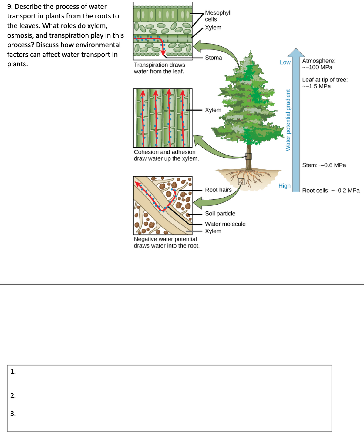 9. Describe the process of water
transport in plants from the roots to
the leaves. What roles do xylem,
osmosis, and transpiration play in this
process? Discuss how environmental
factors can affect water transport in
plants.
1.
2.
3.
0088
Doo
ooooooo
Transpiration draws
water from the leaf.
Cohesion and adhesion
draw water up the xylem.
Negative water potential
draws water into the root.
Mesophyll
cells
Xylem
Stoma
Xylem
Root hairs
Soil particle
Water molecule
Xylem
Low
Water potential gradient
High
Atmosphere:
--100 MPa
Leaf at tip of tree:
--1.5 MPa
Stem: -0.6 MPa
Root cells: -0.2 MPa