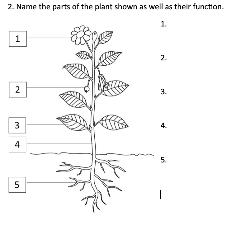 2. Name the parts of the plant shown as well as their function.
1
2
3
4
5
1.
2.
3.
4.
5.