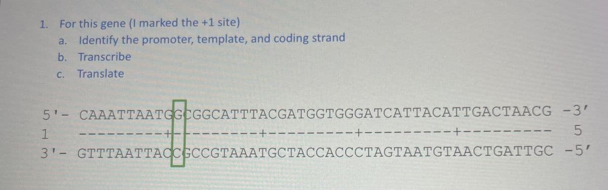 1. For this gene (I marked the +1 site)
a. Identify the promoter, template, and coding strand
b. Transcribe
Translate
C.
5'- CAAATTAATGGCGGCATTTACGATGGTGGGATCATTACATTGACTAACG -3'
1
5
3'- GTTTAATTACCGCCGTAAATGCTACCACCCTAGTAATGTAACTGATTGC -5'
-+-
-+-
--+-
-+---
