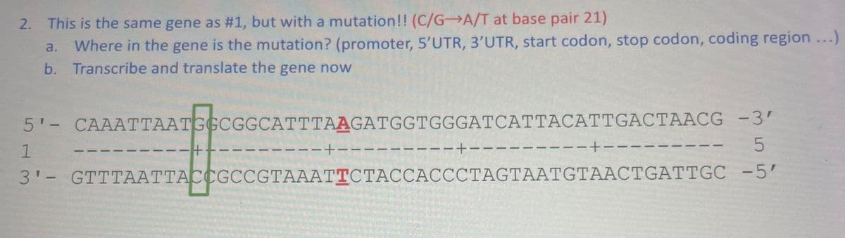 2. This is the same gene as #1, but with a mutation!! (C/G-A/T at base pair 21)
a. Where in the gene is the mutation? (promoter, 5'UTR, 3'UTR, start codon, stop codon, coding region...)
b. Transcribe and translate the gene now
5'- CAAATTAATGGCGGCATTTAAGATGGTGGGATCATTACATTGACTAACG -3'
1
5
3'- GTTTAATTACCGCCGTAAATTCTACCACCCTAGTAATGTAACTGATTGC
-5'
--+
−−+−−
-+-
--+--