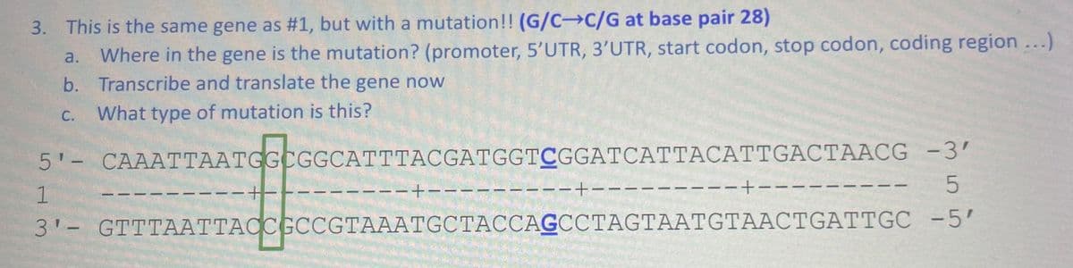 3. This is the same gene as #1, but with a mutation!! (G/C-C/G at base pair 28)
a. Where in the gene is the mutation? (promoter, 5'UTR, 3'UTR, start codon, stop codon, coding region ...)
b. Transcribe and translate the gene now
C.
What type of mutation is this?
5'- CAAATTAATGGCGGCATTTACGATGGTCGGATCATTACATTGACTAACG
-3'
5
1
3'- GTTTAATTACCGCCGTAAATGCTACCAGCCTAGTAATGTAACTGATTGC -5'
+
--+---
-+--
−+−−