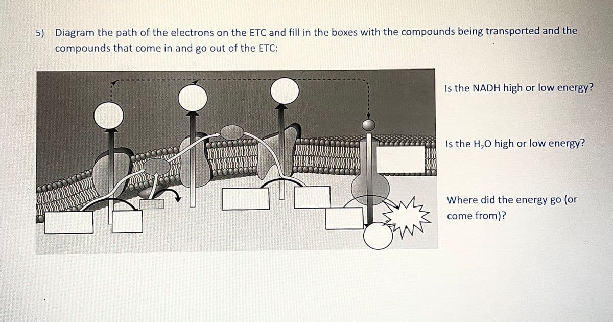 5) Diagram the path of the electrons on the ETC and fill in the boxes with the compounds being transported and the
compounds that come in and go out of the ETC:
Sm
Is the NADH high or low energy?
Is the H₂O high or low energy?
Where did the energy go (or
come from)?