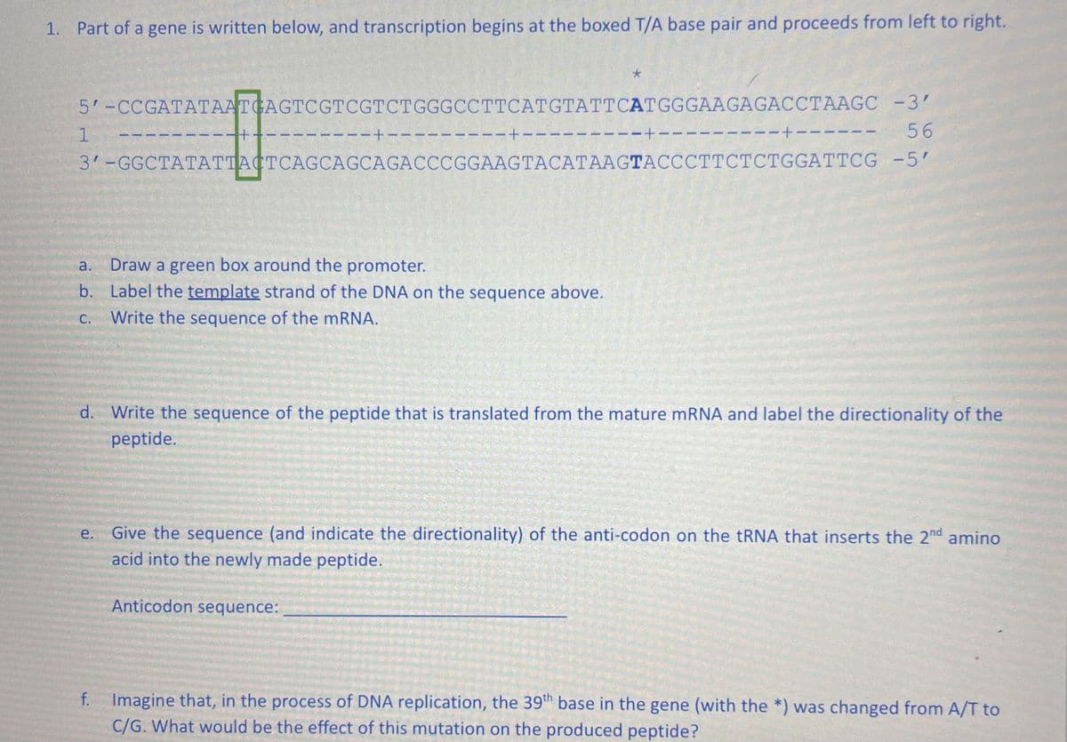1. Part of a gene is written below, and transcription begins at the boxed T/A base pair and proceeds from left to right.
5'-CCGATATAATGAGTCGTCGTCTGGGCCTTCATGTATTCATGGGAAGAGACCTAAGC -3'
56
1
11
+
---+---
----+--
*
a.
Draw a green box around the promoter.
b. Label the template strand of the DNA on the sequence above.
C. Write the sequence of the mRNA.
Anticodon sequence:
--+---
3'-GGCTATATTACTCAGCAGCAGACCCGGAAGTACATAAGTACCCTTCTCTGGATTCG
---+--
-5'
d. Write the sequence of the peptide that is translated from the mature mRNA and label the directionality of the
peptide.
e. Give the sequence (and indicate the directionality) of the anti-codon on the tRNA that inserts the 2nd amino
acid into the newly made peptide.
f. Imagine that, in the process of DNA replication, the 39th base in the gene (with the *) was changed from A/T to
C/G. What would be the effect of this mutation on the produced peptide?