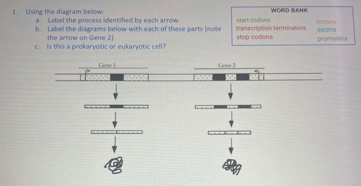 1. Using the diagram below:
a. Label the process identified by each arrow.
b. Label the diagrams below with each of these parts (note
the arrow on Gene 2)
Is this a prokaryotic or eukaryotic cell?
C.
Gene 1
②
F
Gene 2
start codons
transcription terminators
stop codons
ERRA
WORD BANK
$7
introns
exons
promoters
