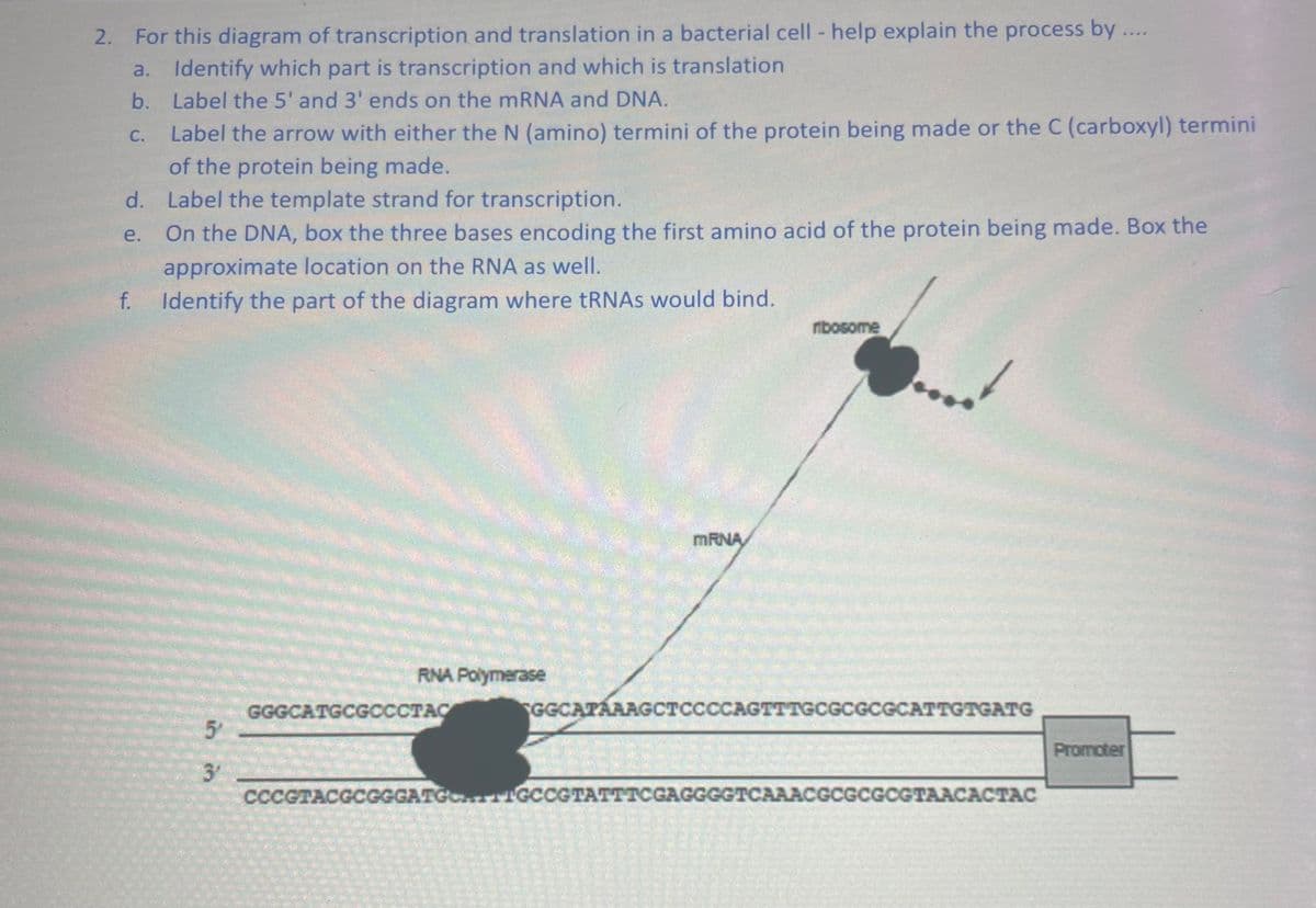 2. For this diagram of transcription and translation in a bacterial cell - help explain the process by....
Identify which part is transcription and which is translation
Label the 5' and 3' ends on the mRNA and DNA.
Label the arrow with either the N (amino) termini of the protein being made or the C (carboxyl) termini
of the protein being made.
a.
b.
C.
d. Label the template strand for transcription.
e.
On the DNA, box the three bases encoding the first amino acid of the protein being made. Box the
approximate location on the RNA as well.
f. Identify the part of the diagram where tRNAs would bind.
in in
5
RNA Polymerase
GGGCATGCGCCCTAC
mRNA
CCCGTACGCGGGATG':
ribosome
GGCATAAAGCTCCCCAGTTTGCGCGCGCATTGTGATG
GIGCCGTATTTCGAGGGGTCAAACGCGCGCGTAACACTAC
Promoter