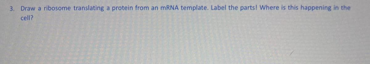 3. Draw a ribosome translating a protein from an mRNA template. Label the parts! Where is this happening in the
cell?