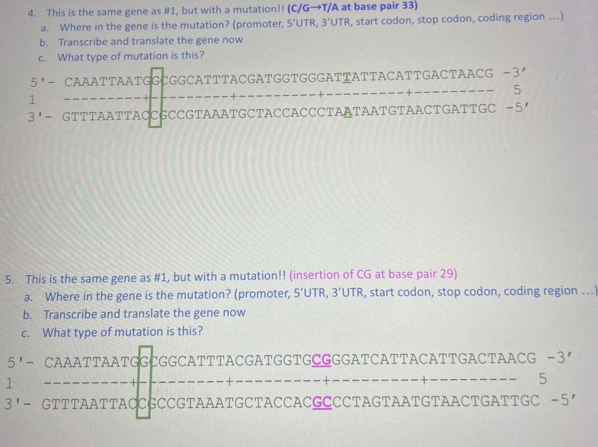 4. This is the same gene as #1, but with a mutation!! (C/G-T/A at base pair 33)
a. Where in the gene is the mutation? (promoter, 5'UTR, 3'UTR, start codon, stop codon, coding region ...)
b. Transcribe and translate the gene now
What type of mutation is this?
C.
5'- CAAATTAATGGCGGCATTTACGATGGTGGGATTATTACATTGACTAACG
-3'
5
1
3'- GTTTAATTACCGCCGTAAATGCTACCACCCTAATAATGTAACTGATTGC -5'
C.
1
-+
--+--
--+--
5. This is the same gene as #1, but with a mutation!! (insertion of CG at base pair 29)
a.
Where in the gene is the mutation? (promoter, 5'UTR, 3'UTR, start codon, stop codon, coding region ...)
b. Transcribe and translate the gene now
What type of mutation is this?
--+--
-+--
51- CAAATTAATGGEGGO
5'- CAAATTAATGGCGGCATTTACGATGGTGCGGGATCATTACATTGACTAACG -3'
5
-+--
1
-+-
3'- GTTTAATTACCGCCG
3'- GTTTAATTACCGCCGTAAATGCTACCACGCCCTAGTAATGTAACTGATTGC -5'
-+-