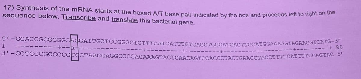 17) Synthesis of the mRNA starts at the boxed A/T base pair indicated by the box and proceeds left to right on the
sequence below. Transcribe and translate this bacterial gene.
5'-GGACCGCGGGGCAGGATTGCTCCGGGCTGTTTCATGACTIGICAGGTGGGATGACTTGGATGGAAAAGTAGAAGGTCATG-3
3'-CCTGGCGCCCCGTCCTAACGAGGCCCGACAAAGTACTGAACAGTCCACCCTACTGAACCTACCTTTTCATCTTCCAGTAC-5′
1
-+--at
-
--+--
80