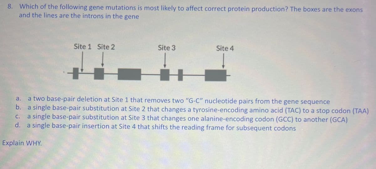 8. Which of the following gene mutations is most likely to affect correct protein production? The boxes are the exons
and the lines are the introns in the gene
a.
b.
C.
d.
Site 1 Site 2
Explain WHY.
1+
Site 3
Site 4
a two base-pair deletion at Site 1 that removes two "G-C" nucleotide pairs from the gene sequence
a single base-pair substitution at Site 2 that changes a tyrosine-encoding amino acid (TAC) to a stop codon (TAA)
a single base-pair substitution at Site 3 that changes one alanine-encoding codon (GCC) to another (GCA)
a single base-pair insertion at Site 4 that shifts the reading frame for subsequent codons
