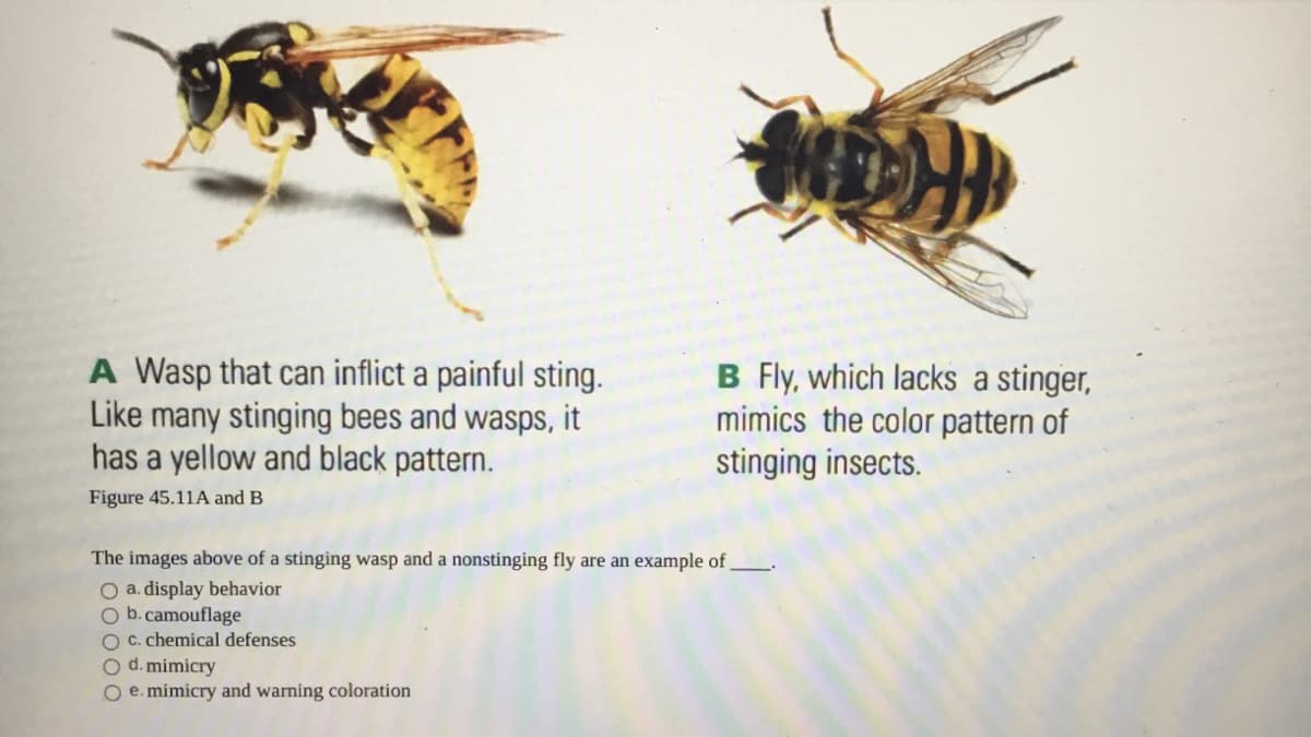 A Wasp that can inflict a painful sting.
Like many stinging bees and wasps, it
has a yellow and black pattern.
B Fly, which lacks a stinger,
mimics the color pattern of
stinging insects.
Figure 45.11A and B
The images above of a stinging wasp and a nonstinging fly are an example of
O a. display behavior
O b.camouflage
O C. chemical defenses
O d. mimicry
O e. mimicry and warning coloration
