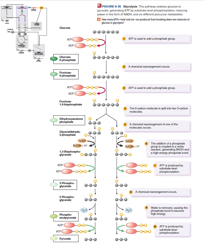 FIGURE 6.16 Glycolysis This pathway oxidizes glucose to
pyruvate, generating ATP by substrate-level phosphorylation, reducing
power in the form of NADH, and six different precursor metaboltes.
2 How many ATPS-total and net-are produced from breaking down one molecule of
glucose in glycolysis?
Glucose
АТР
ATP is used to add a phosphate group.
ADP
Glucose-
6-phosphate
A chemical rearrangement occurs.
Fructose-
6-phosphate
АТР
ATP is used to add a phosphate group.
ADP
Fructose-
1,6-bisphosphate
The 6-carbon molecule is split into two 3-carbon
molecules.
Dihydroxyacetone
phosphate
A chemical rearrangement of one of the
molecules occurs.
Glyceraldehyde-
3-phosphate
NAD
NAD
The addition of a phosphate
group is coupled to a redox
reaction, generating NADH and
a high-energy phosphate bond.
NADH + H*
NADH + H*
1,3-Bisphospho-
glycerate
ADP
ATP is produced by
substrate-level
phosphorylation.
ATP
3-Phospho-
glycerate
A chemical rearrangement occurs.
2-Phospho-
glycerate
Water is removed, causing the
phosphate bond to become
high-energy.
H.C
H,0
Phospho-
enolpyruvate
ADP
10 ATP is produced by
substrate-level
ATP
phosphorylation.
Ругuvate
