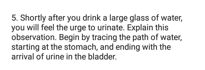 5. Shortly after you drink a large glass of water,
you will feel the urge to urinate. Explain this
observation. Begin by tracing the path of water,
starting at the stomach, and ending with the
arrival of urine in the bladder.