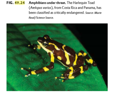 FIG. 49.24 Amphibians under threat. The Harlequin Toad
(Atelopus varius), from Costa Rica and Panama, has
been dassified as critically endangered. Source: Morte
Read/Science Source.
