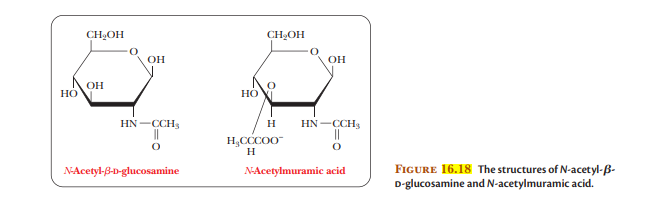 CH,OH
CHOH
он
OH
OH
HON
НО
HN -CCH,
H
HN-CCH
H,CCCO0
H
FIGURE 16.18 The structures of N-acetyl-B-
D-glucosamine and N-acetylmuramic acid.
N-Acetyl-B-D-glucosamine
NAcetylmuramic acid
