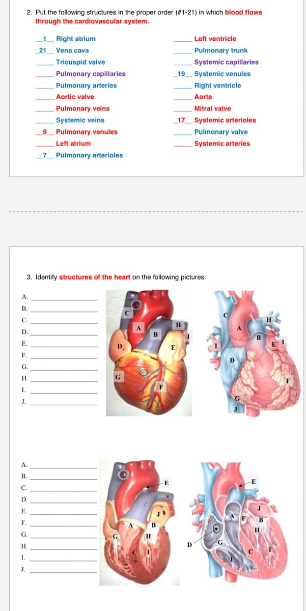 2. Put the following structures in the proper order (#1-21) in which blood flows
through the cardiovascular system.
1 Right atrium
Left ventricle
21
Vena cava
Pulmonary trunk
Tricuspid valve
Systemic capillaries
Pulmonary capillaries
19
Systemic venules
Pulmonary arteries
Right ventricle
Aortic valve
Aorta
Pulmonary veins
Mitral valve
Systemic veins
17
Systemic arterioles
_9_ Pulmonary venules
Pulmonary valve
Left atrium
Systemic arteries
Pulmonary arterioles
3. Identify structures of the heart on the following pictures.
A.
В.
C.
D.
B
E.
D.
F.
Н.
G
I.
J.
A.
B.
-E
C.
D.
E.
F.
G.
H.
I.
J.
