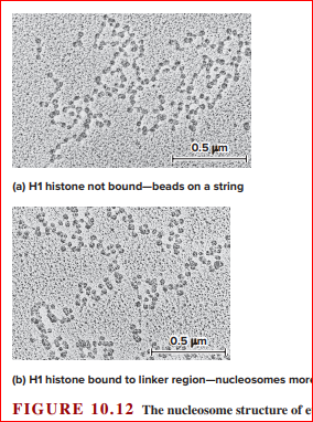 0.5 um
(a) H1 histone not bound-beads on a string
0.5 um
(b) H1 histone bound to linker region-nucleosomes mor
FIGURE 10.12 The nucleosome structure of e
