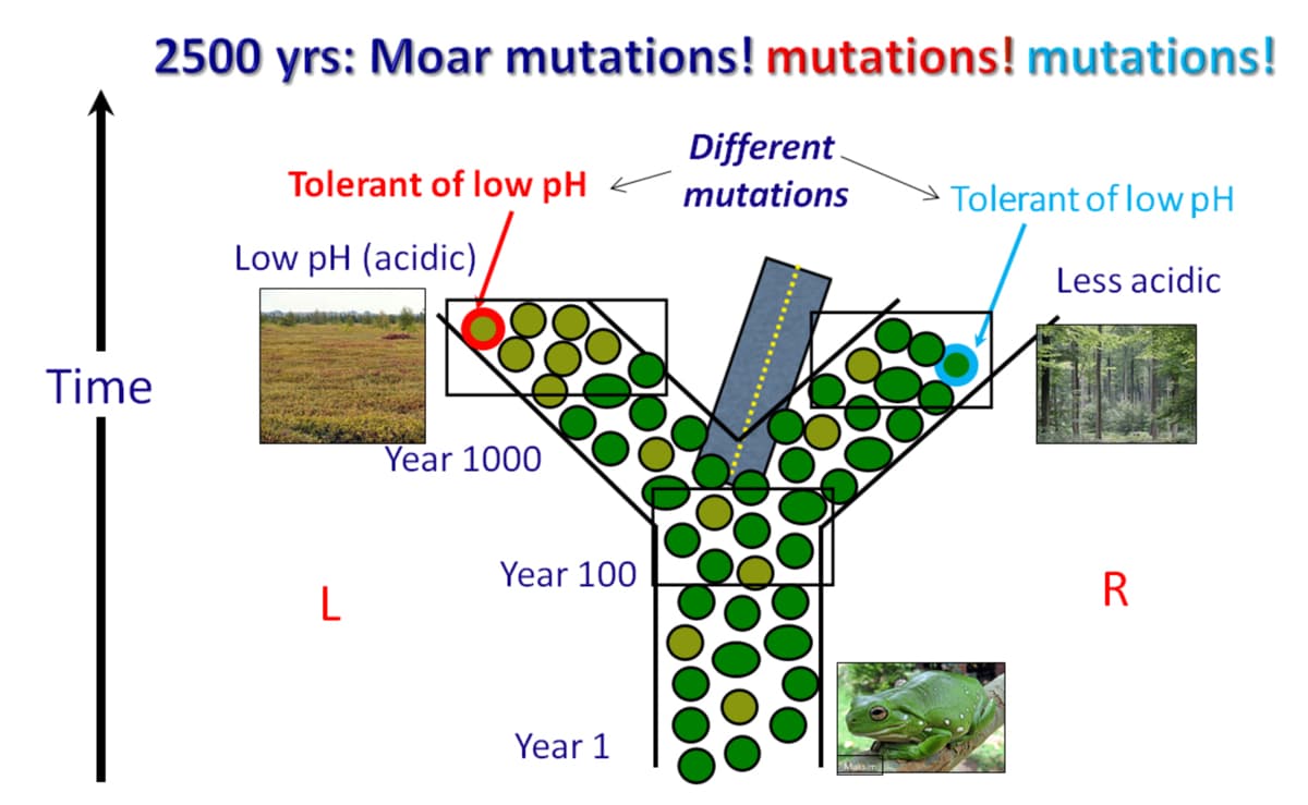 2500 yrs: Moar mutations! mutations! mutations!
Time
Tolerant of low pH
Low pH (acidic)
L
Year 1000
Year 100
Year 1
Different
mutations
Maksim
Tolerant of low pH
Less acidic
R