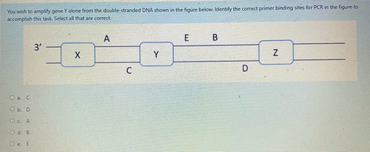 You wish to amplify gene Y alone from the double-stranded DNA shown in the figure below. Identify the correct primer binding sites for PCR in the figure to
accomplish this task. Select all that are correct.
A
3'
Y
C
D
O a. C
O b. D
Oc. A
O d. B
O e. E
B.
