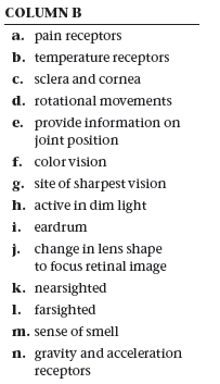 COLUMN B
a. pain receptors
b. temperature receptors
c. sclera and cornea
d. rotational movements
e. provide information on
joint position
f. colorvision
g. site of sharpest vision
h. active in dim light
i. eardrum
j. change in lens shape
to focus retinal image
k. nearsighted
1. farsighted
m. sense of smell
n. gravity and acceleration
rесеptors
