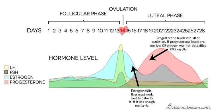 OVULATION
FOLLICULAR PHASE
LUTEAL PHASE
alm
DAYS 1 2 3 4 5 6 7 8 9 10 11 12 13 14 15 16 17 18 19202122232425262728
Progesterone levels rise after
ovulation. If progesterone levels are
too low OR estrogen was not detoxified
PMS results
HORMONE LEVEL
LH
FSH
ESTROGEN
PROGESTERONE
Butternutrition.com
Estrogren falls,
liver must work
hard to detoxify
it- if it has enough
nutritents