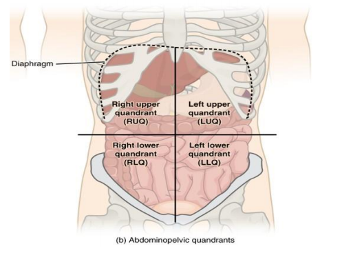 Diaphragm-
Right upper
quandrant
(RUQ)
Left upper
quandrant
(LUQ)
Right lower
quandrant
(RLQ)
Left lower
quandrant
(LLQ)
(b) Abdominopelvic quandrants
