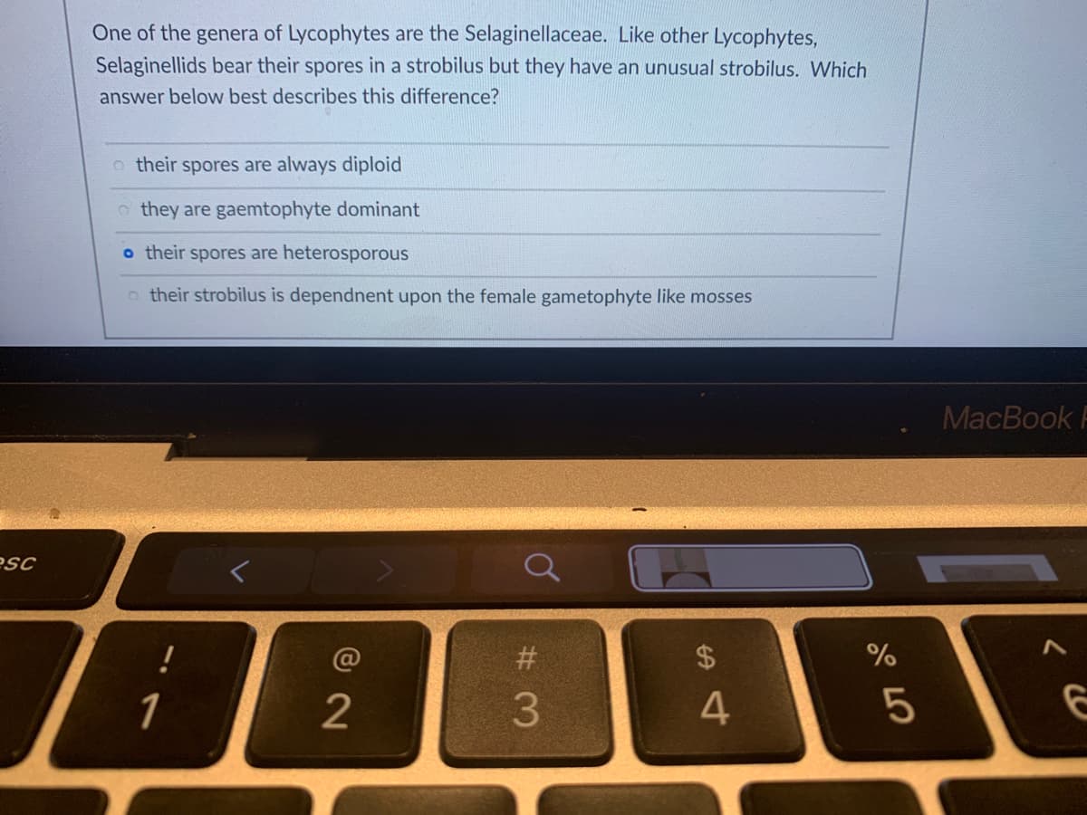 One of the genera of Lycophytes are the Selaginellaceae. Like other Lycophytes,
Selaginellids bear their spores in a strobilus but they have an unusual strobilus. Which
answer below best describes this difference?
o their spores are always diploid
o they are gaemtophyte dominant
o their spores are heterosporous
o their strobilus is dependnent upon the female gametophyte like mosses
MacBook F
esc
#3
2$
1
