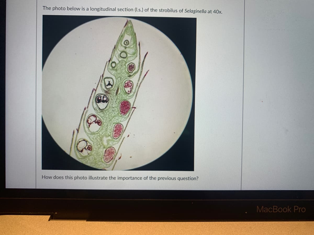 The photo below is a longitudinal section (I.s.) of the strobilus of Selaginella at 40x.
How does this photo illustrate the importance of the previous question?
MacBook Pro
