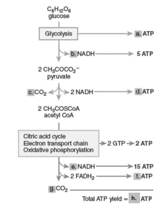 glucose
Glycolysis
a. ATP
-b. NADH-
5 ATP
2 CH,COCO,-
pyruvate
C. CO2
-2 NADH
d. ATP
2 CH3COSCOA
acetyl CoA
Citric acid cycle
Electron transport chain
Oxidative phosphorylation
2 GTP>2 ATP
e. NADH-
15 ATP
-2 FADH2
1. ATP
g. Co2.
Total ATP yield = h. ATP
%3D
