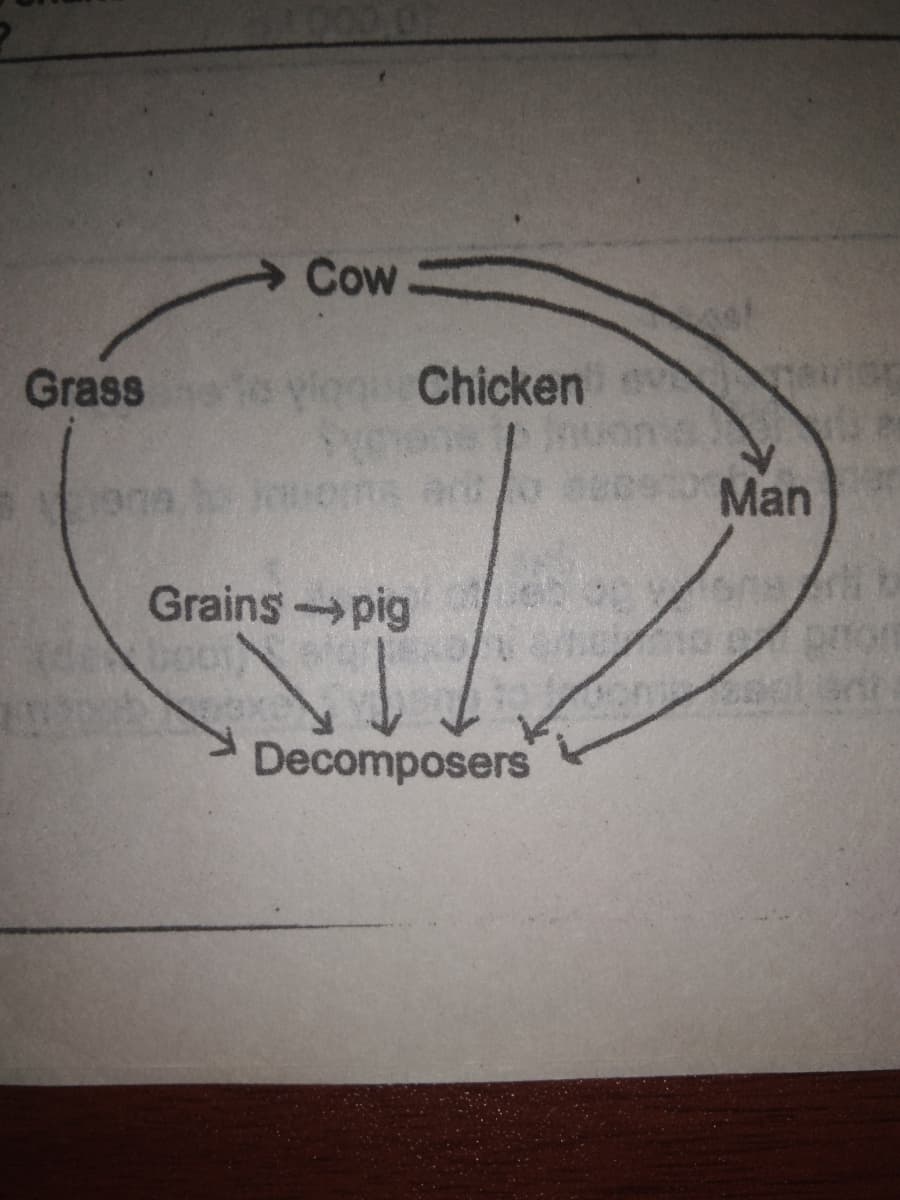 Cow
Grass
Yo yiagu Chicken ior
ar oces Man
Grains pig
Decomposers
