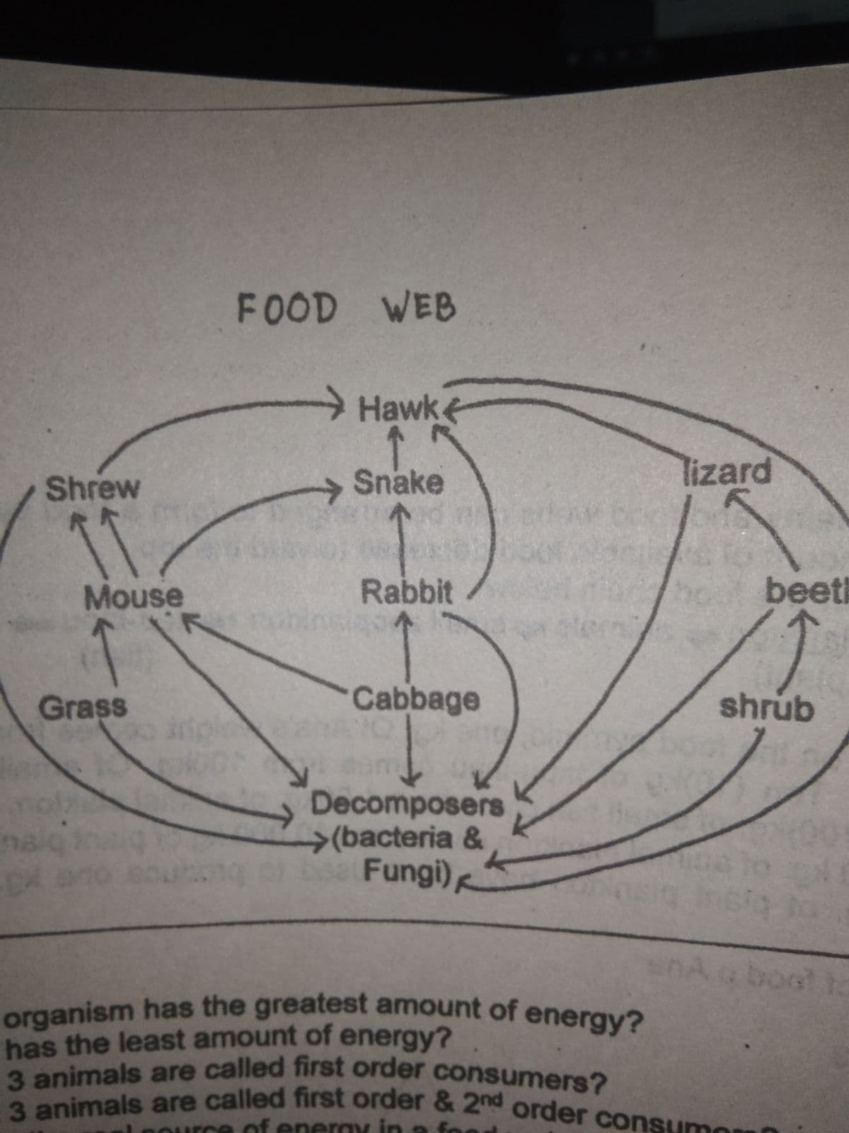 3 animals are called first order & 2nd order consumon
3 animals are called first order consumers?
organism has the greatest amount of energy?
FOOD WEB
Hawke
Shrew
Snake
lizard
Mouse
Rabbit
beet
1.
Grass
Cabbage
shrúb
Decomposers
→(bacteria &
sFungi)
aboot t
has the least amount of energy?
ource of eneray in afo
