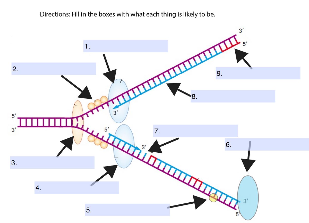Directions: Fill in the boxes with what each thing is likely to be.
3'
1.
5'
2.
9.
8.
5'
3'
5'
7.
3'
6.
3.
4.
3'
5.
