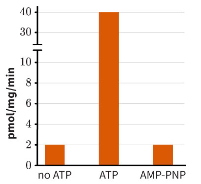 40
30
10
8
4
no ATP
ATP
AMP-PNP
pmol/mg/min
