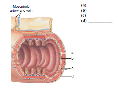 Mesenteric
(a)
(b)
(c)
artery and vein
(d)
a
