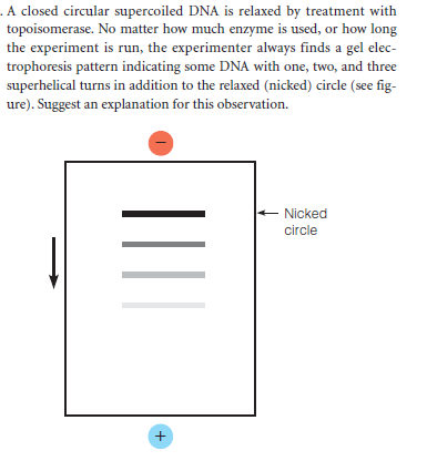 . A closed circular supercoiled DNA is relaxed by treatment with
topoisomerase. No matter how much enzyme is used, or how long
the experiment is run, the experimenter always finds a gel elec-
trophoresis pattern indicating some DNA with one, two, and three
superhelical turns in addition to the relaxed (nicked) circle (see fig-
ure). Suggest an explanation for this observation.
Nicked
circle
+
